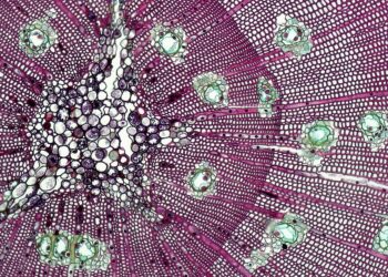 L&rsquo;Homme biotensègre (partie 1)